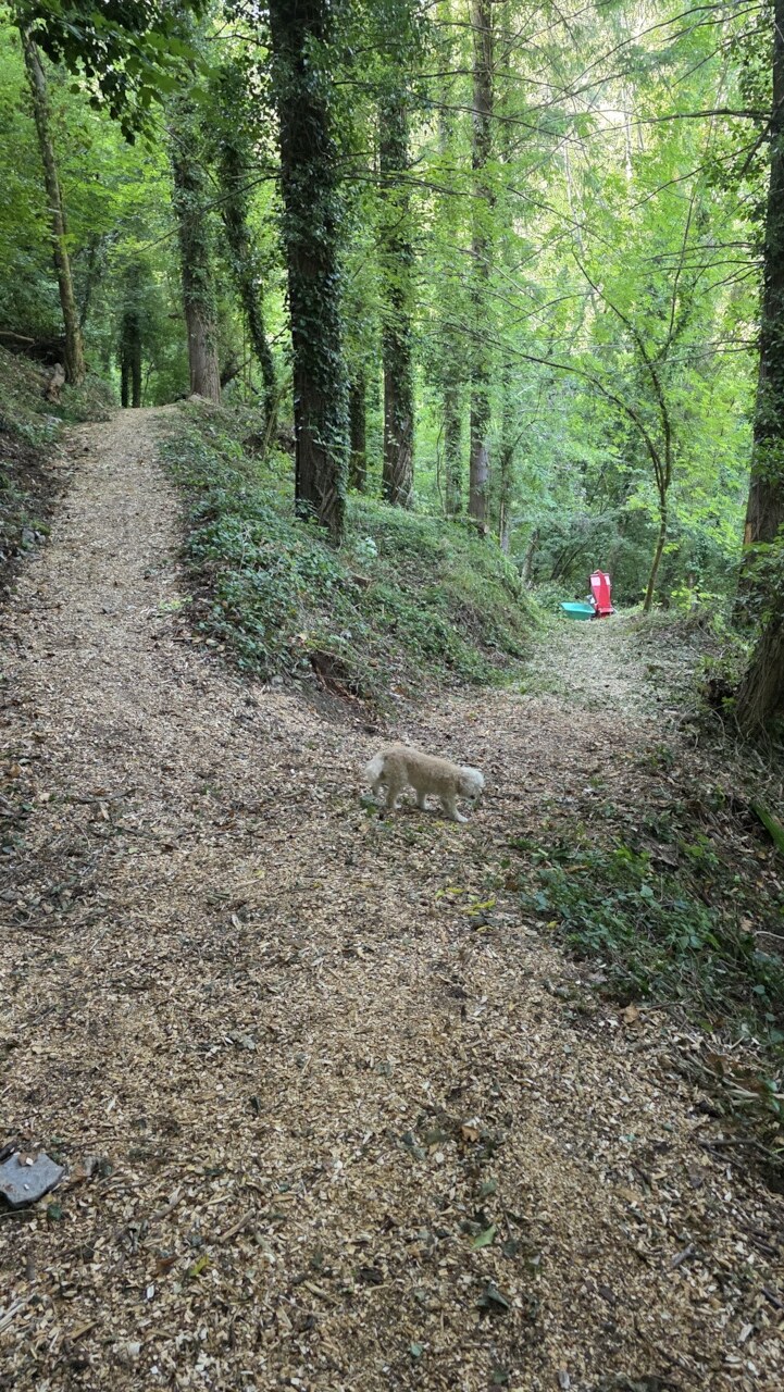 Forking woodland paths being cleared and maintained near Vallico
