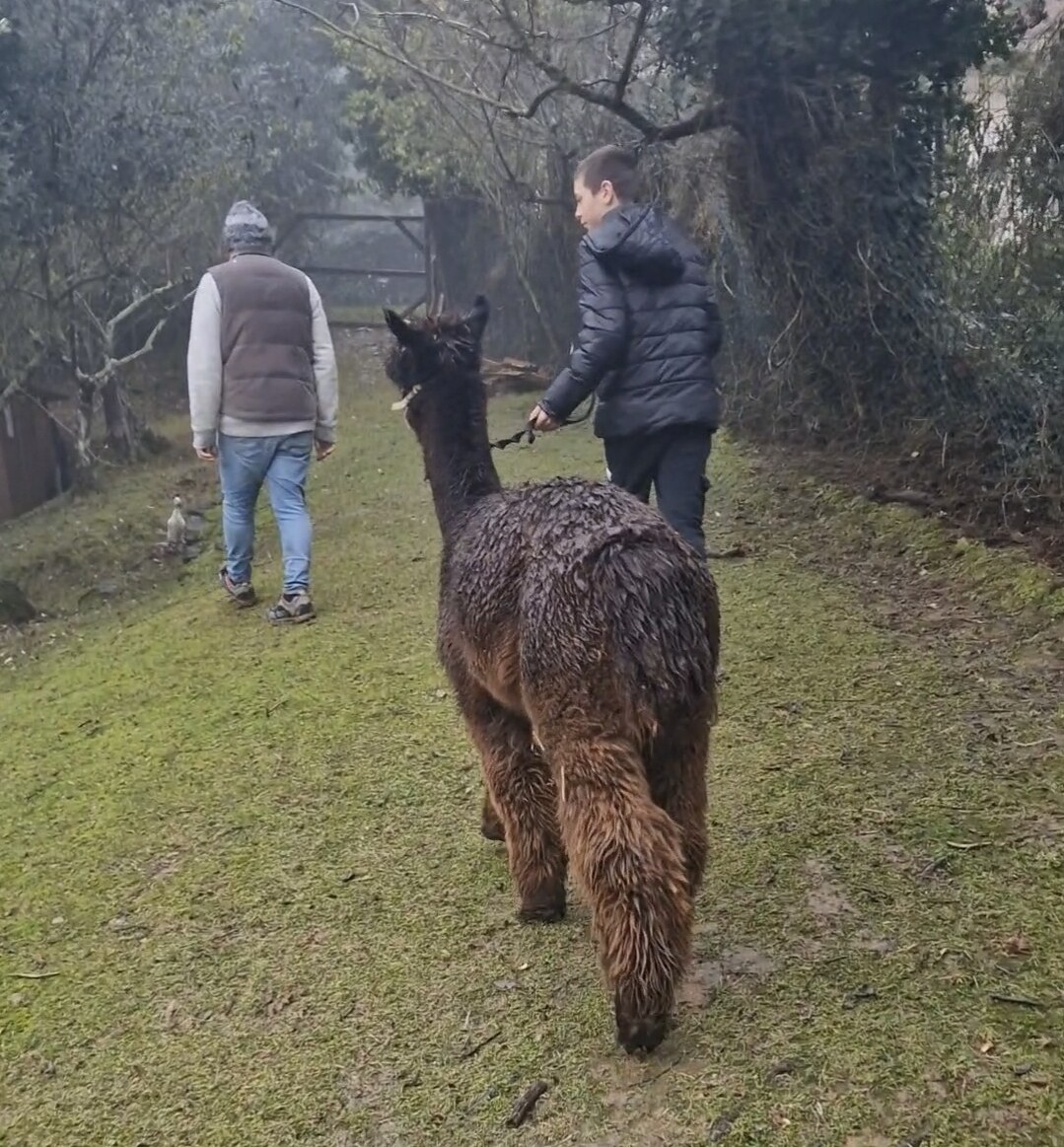 Jamie leading a dark alpaca along a woodland path