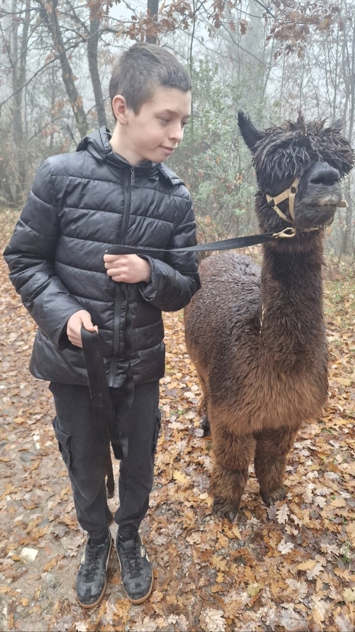 Jamie walking beside a dark alpaca in woodland