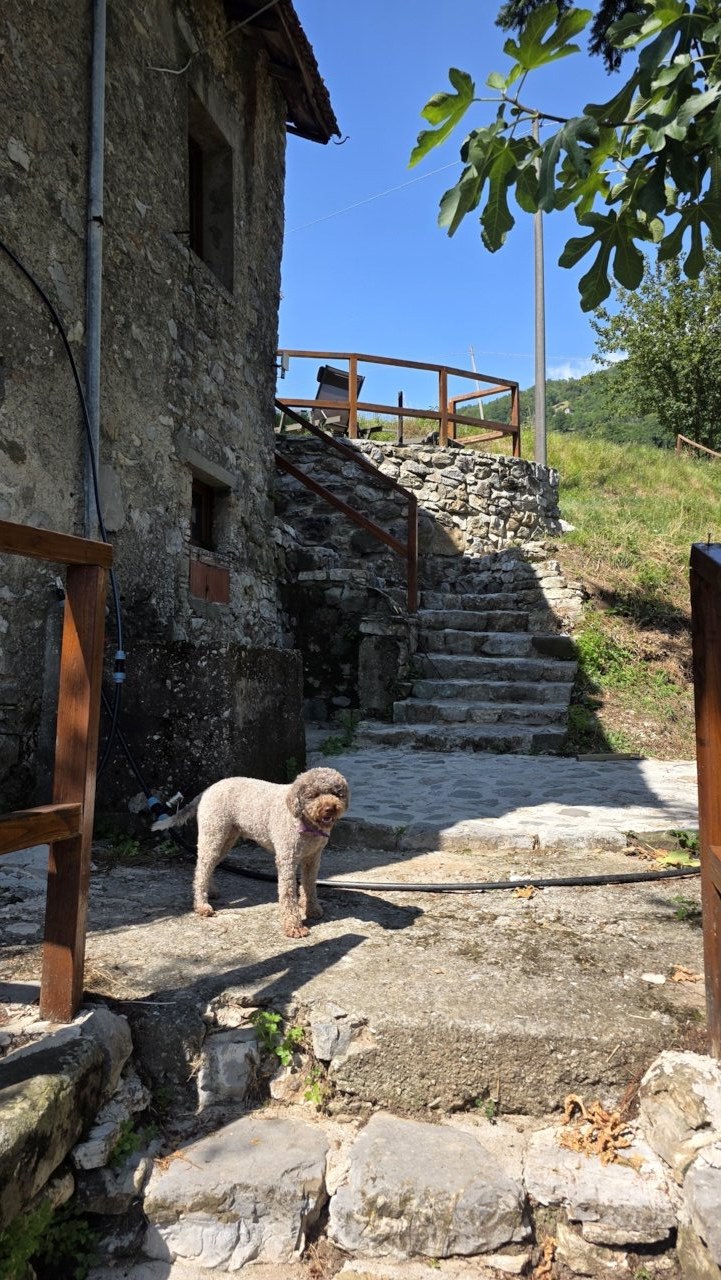 Stone steps beside the farmhouse above Vallico
