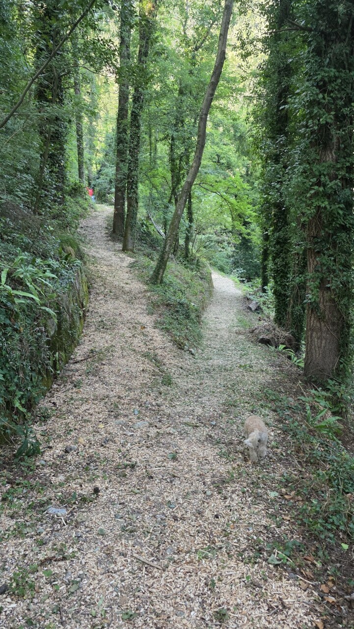 A present-day woodland path near Vallico