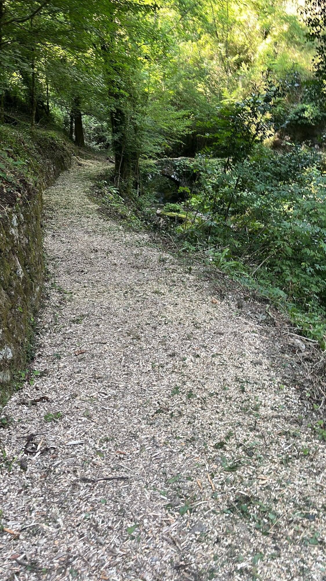 Woodland path near Vallico